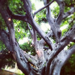 Close-up of tree trunk