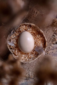 High angle view of eggs in nest