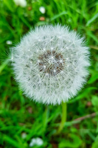 Close-up of dandelion flower on field