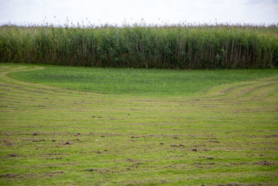 Scenic view of grassy field against sky