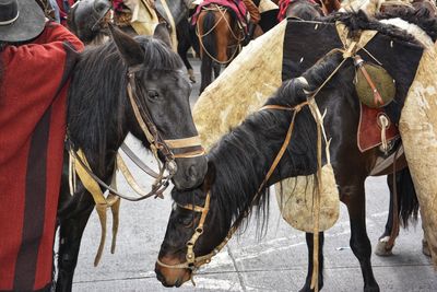 Two horses standing outdoors