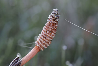 close-up