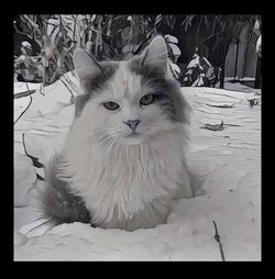 Close-up portrait of cat