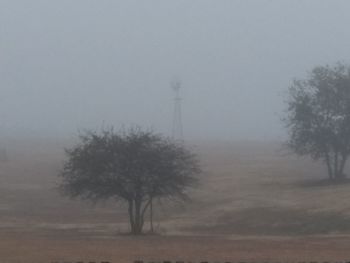 Trees on field against sky