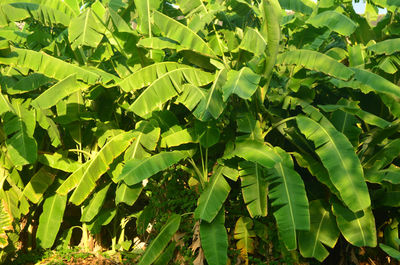Low angle view of leaves on plant