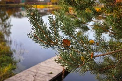 Close-up of pine tree by lake against sky