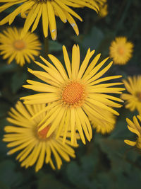 Close-up of yellow daisy flower