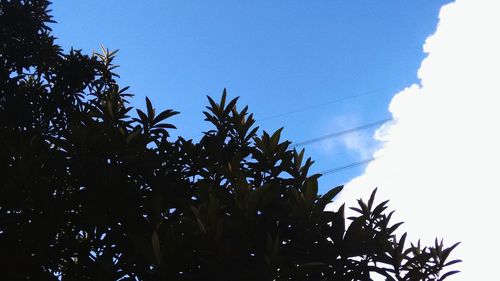 Low angle view of trees against clear blue sky