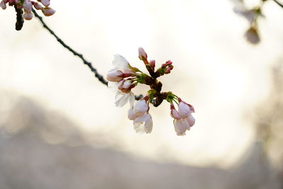 Close-up of white flowers on branch