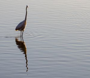 Ducks on a lake