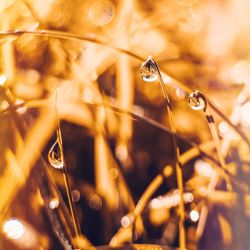 macro photography