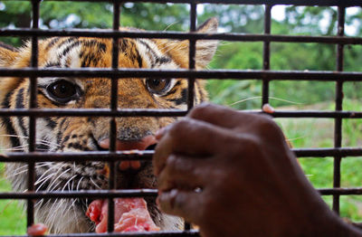 Close-up of horse in cage at zoo