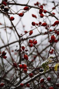 Close-up of berries growing on tree