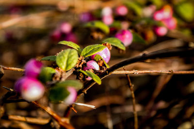 Close-up of pink flowering plant