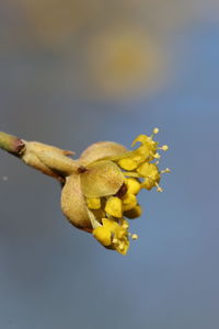 Close-up of yellow rose on plant