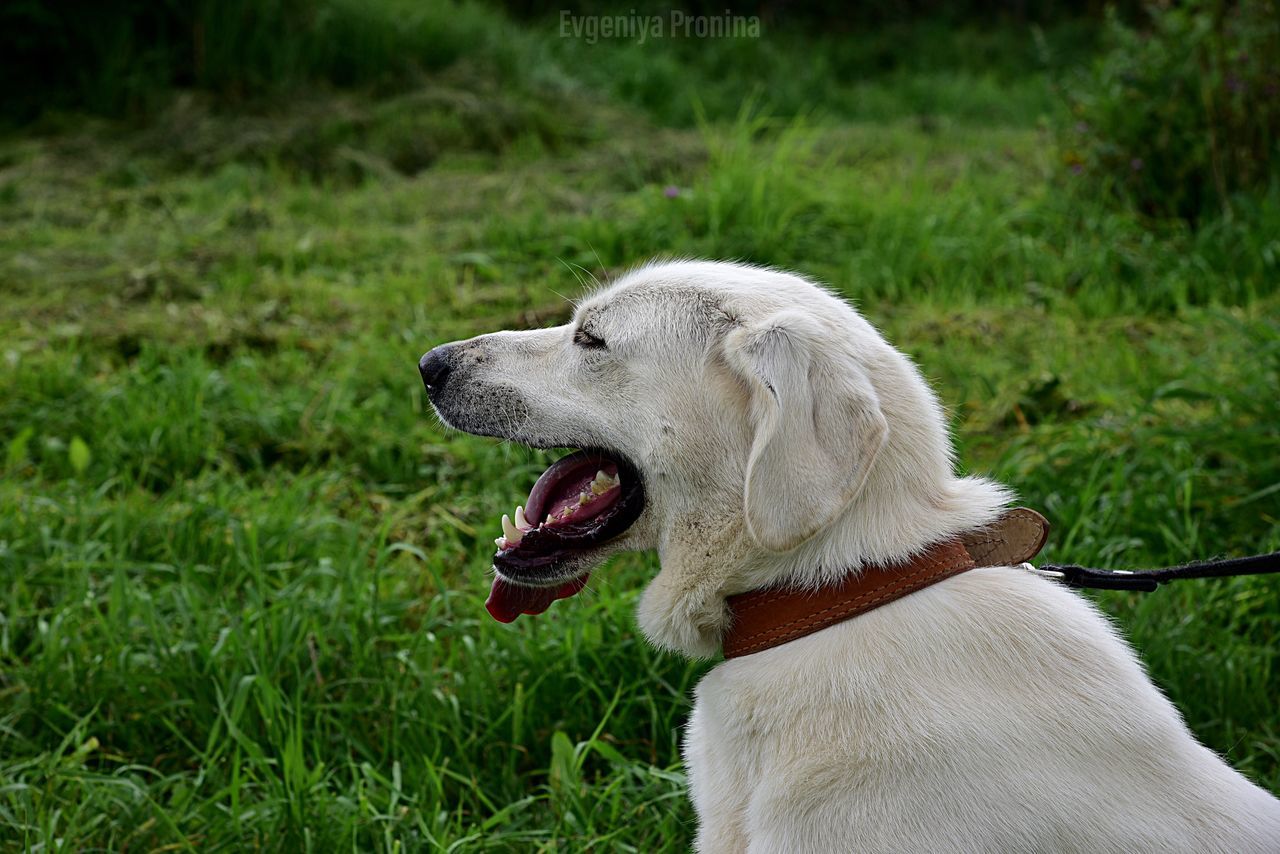 HIGH ANGLE VIEW OF DOG ON FIELD