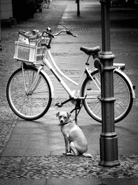 Dog with bicycle on street