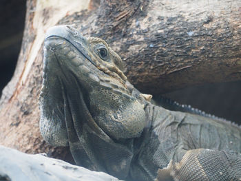 Close-up of lizard