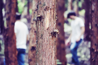 Close-up of tree trunk in forest