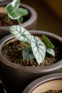  'black velvet' plantlet in a pot. close-up on velvety leaves of an exotic trendy houseplant.