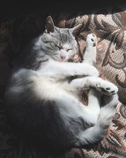 Close-up of cats resting