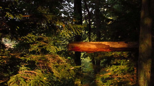 Wooden structure on field in forest