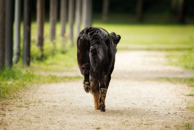 Dog standing on field