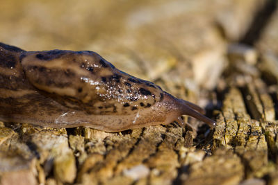 Close-up of a slug