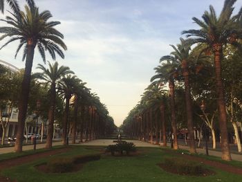 Palm trees against sky