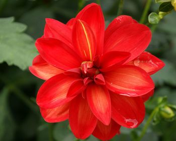 Close-up of red flower blooming outdoors