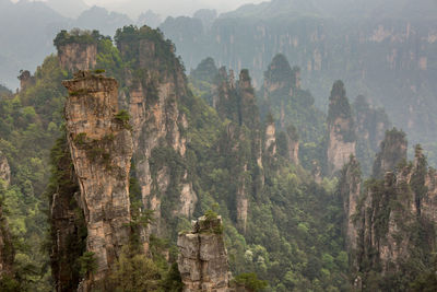 Panoramic view of trees and mountains