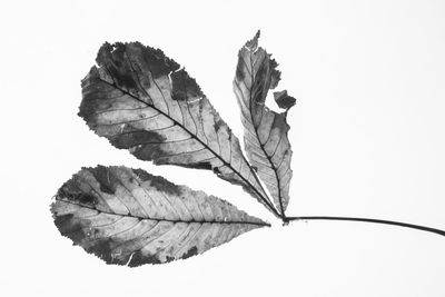 Close-up of autumn leaf against white background