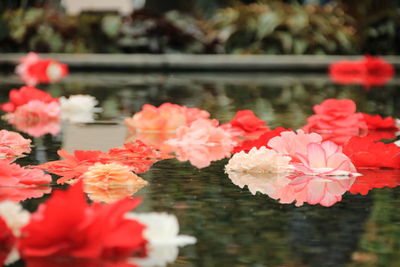 Close-up of pink flowers floating on water