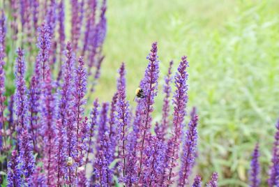 Close-up of purple lavender flowers on field