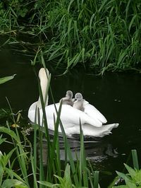 White swan floating on lake