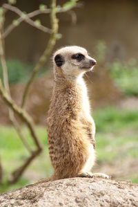 Meerkat relaxing on rock