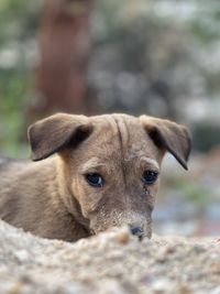 Close-up portrait of dog