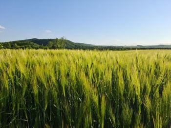 Scenic view of agricultural field against sky