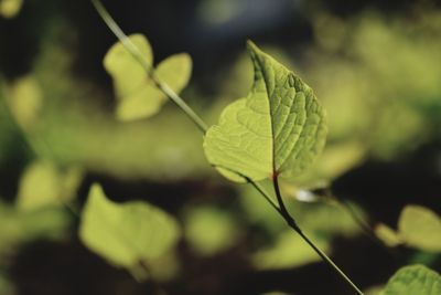 Close-up of green leaves