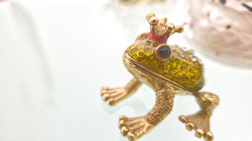 Close-up of a frog against white background