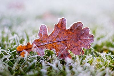 Close-up of maple leaf on grass