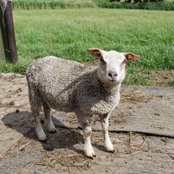 Portrait of sheep on field