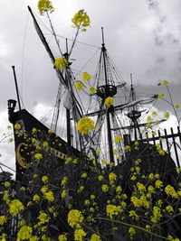 Low angle view of yellow flowers against sky