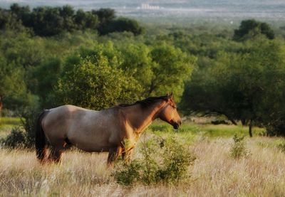 Side view of horse on grassy field