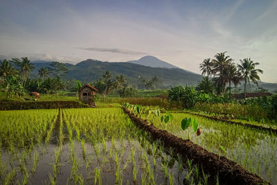 A rice field with slamet mount as background