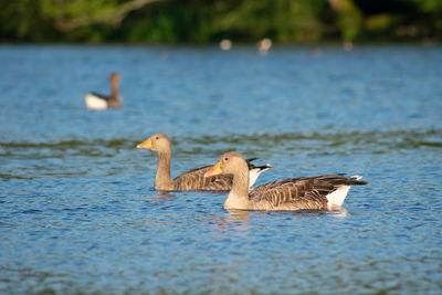 Ducks swimming in lake