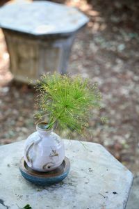 plant