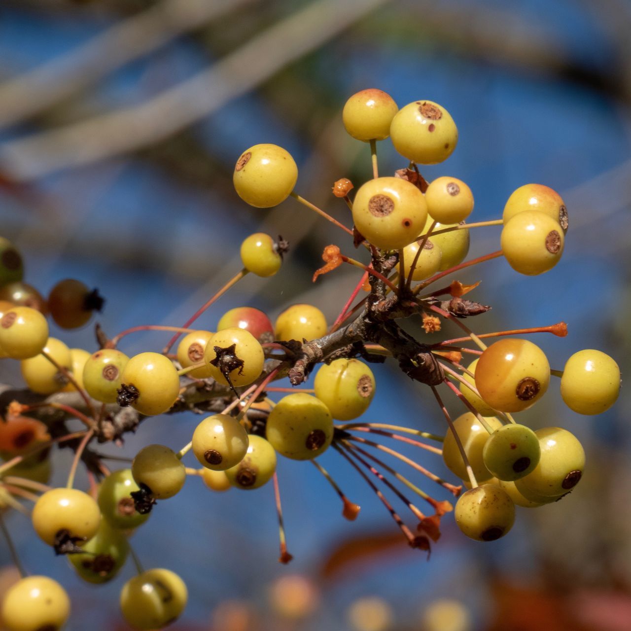 fruit, close-up, focus on foreground, no people, plant, healthy eating, food, food and drink, growth, nature, berry fruit, tree, freshness, day, beauty in nature, branch, selective focus, outdoors, low angle view, yellow