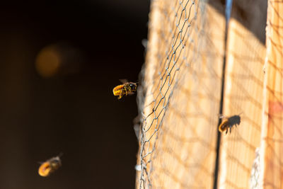 Close-up of bee flying