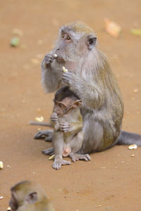 Close-up of monkeys in zoo